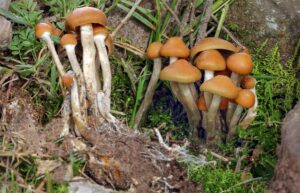 magic mushroom ceremonies