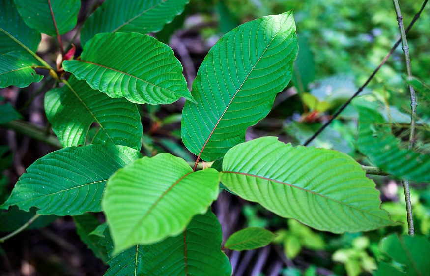 Others think Kratom is a safe dietary supplement that is effective in treating depression, anxiety, and severe pain. Kratom has a wide range of benefits and is a substance that can elevate your mood and make you feel pleased with the intake.